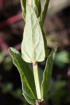 Lesser Skullcap