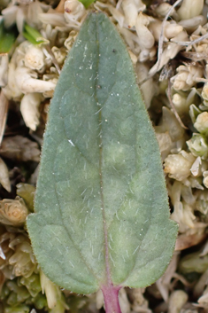 Lesser Skullcap