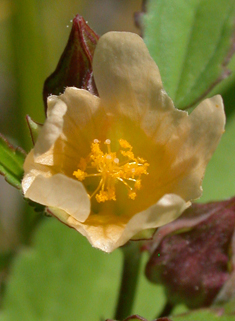 Prickly Mallow