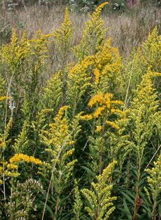 Early Goldenrod