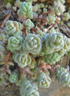 Thick-leaved Stonecrop