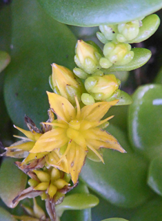 Lesser Mexican Stonecrop