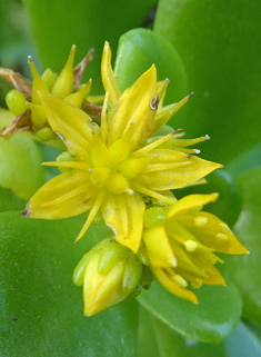 Lesser Mexican Stonecrop