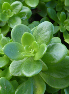 Lesser Mexican Stonecrop