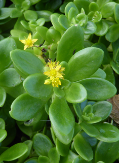 Lesser Mexican Stonecrop