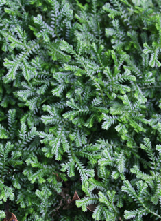 Krauss's Clubmoss