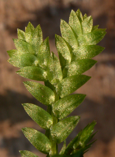 Krauss's Clubmoss