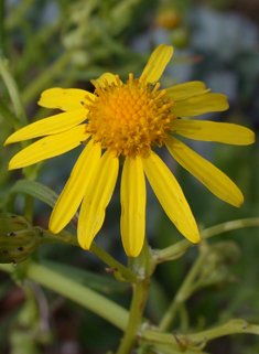 Narrow-leaved Ragwort