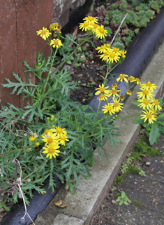 Oxford Ragwort