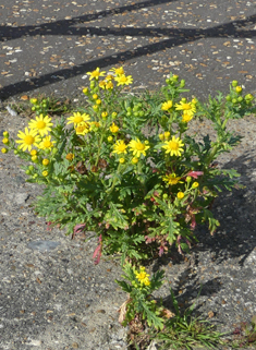 Oxford Ragwort