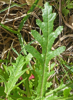 Oxford Ragwort