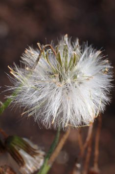 Heath Groundsel
