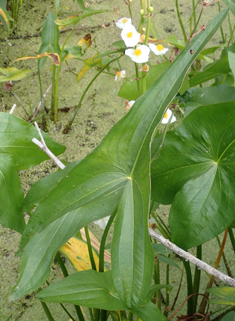 Broad-leaved Arrowhead