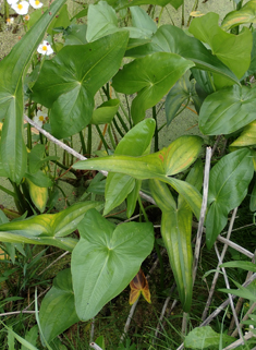 Broad-leaved Arrowhead