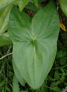 Broad-leaved Arrowhead