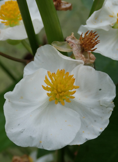 Broad-leaved Arrowhead