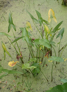 Broad-leaved Arrowhead