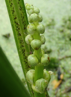 Broad-leaved Arrowhead