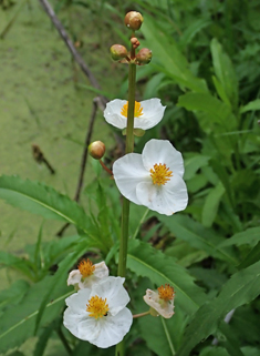 Broad-leaved Arrowhead