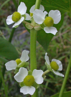 Broad-leaved Arrowhead