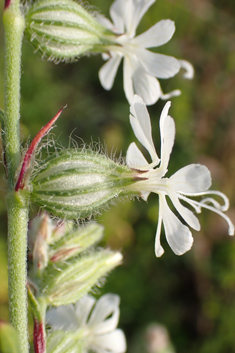 Forked Catchfly