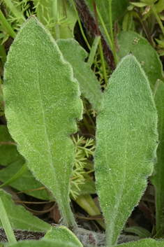 Forked Catchfly