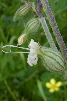 Forked Catchfly