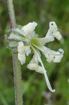 Forked Catchfly