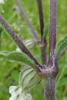 Forked Catchfly