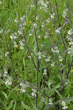 Forked Catchfly