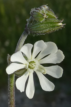 Forked Catchfly