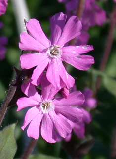 Red Campion