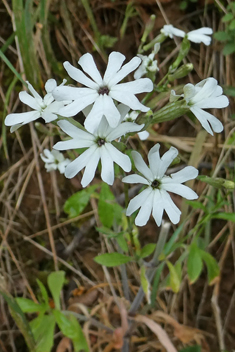 Italian Catchfly