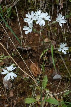 Italian Catchfly