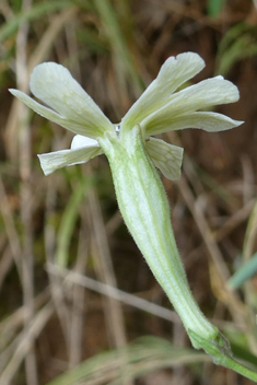 Italian Catchfly