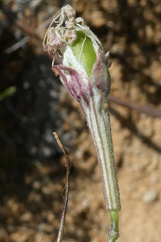 Italian Catchfly