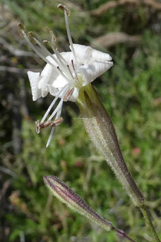 Italian Catchfly