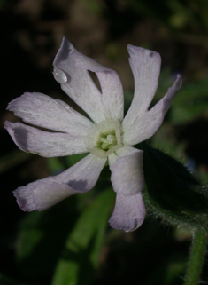 Night-flowering Catchfly