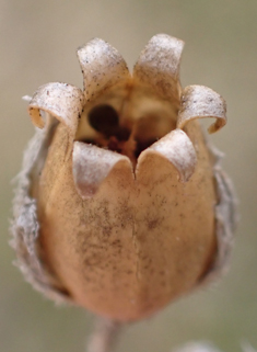 Night-flowering Catchfly