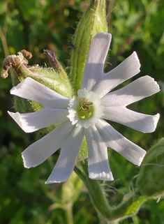 Night-flowering Catchfly