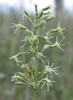 Spanish Catchfly