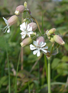 Bladder Campion