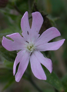 Hybrid Campion