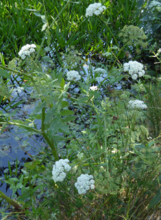 Greater Water-parsnip
