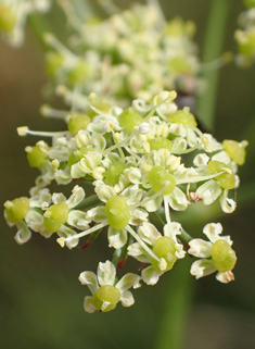 Pepper-saxifrage