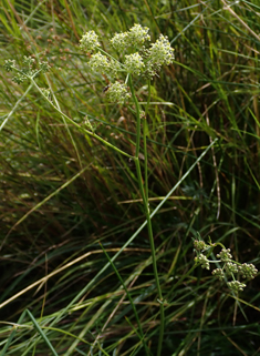 Pepper-saxifrage