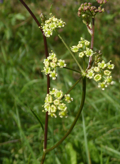 Pepper-saxifrage