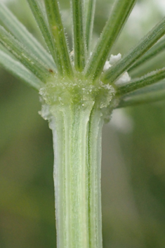 Cambridge Milk-parsley