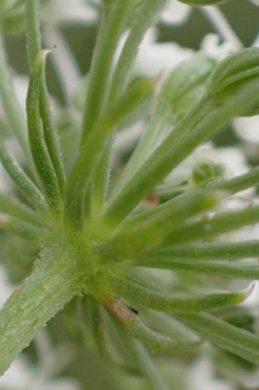 Cambridge Milk-parsley