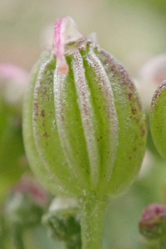 Cambridge Milk-parsley